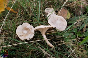 Clitocybe rivulosa